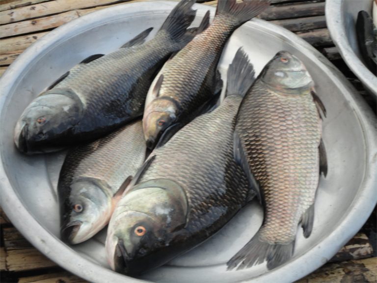 Chinese Rohu Rohu 8lb and up (Ruhu) - Adnan Halal
