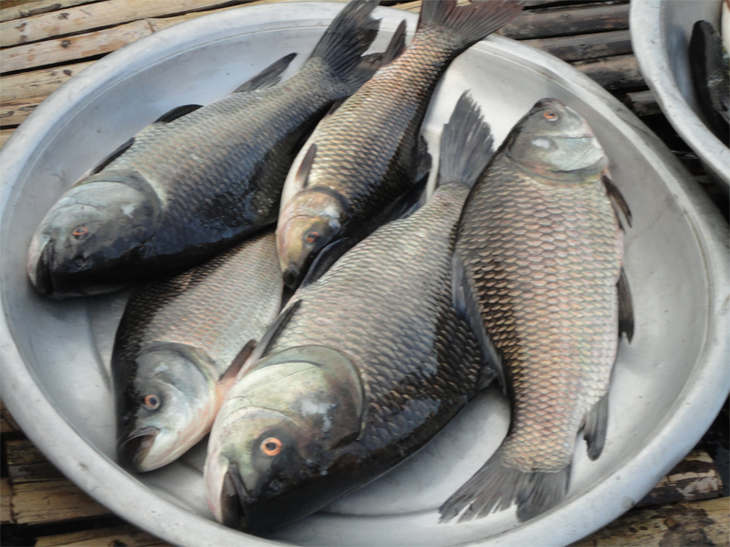 rohu1 Rohu Fish at Adnan Halal
